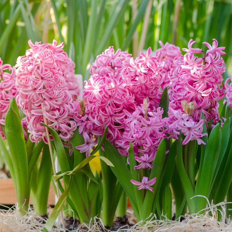Bloembollen met roze bloemen