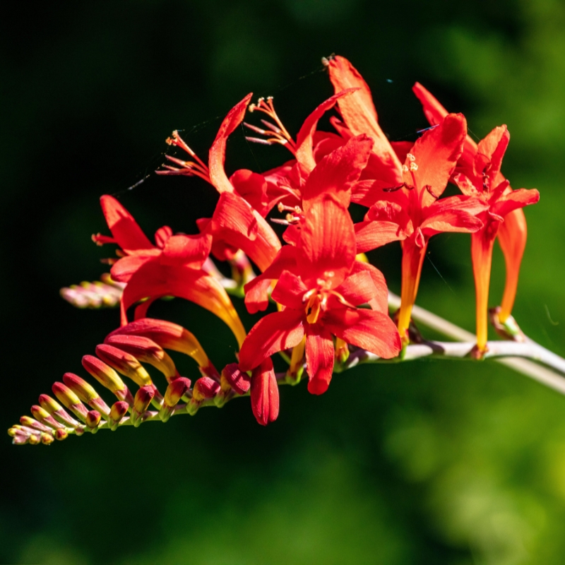 BBloembollen met rode bloemen