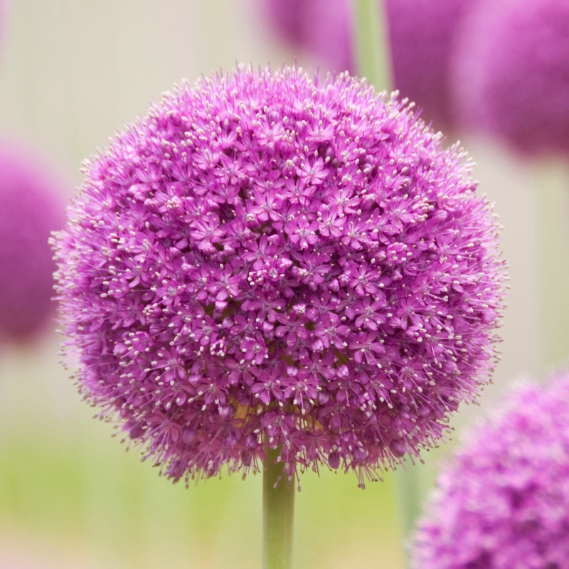 Bloembollen met paarse, mauve en purperen bloemen