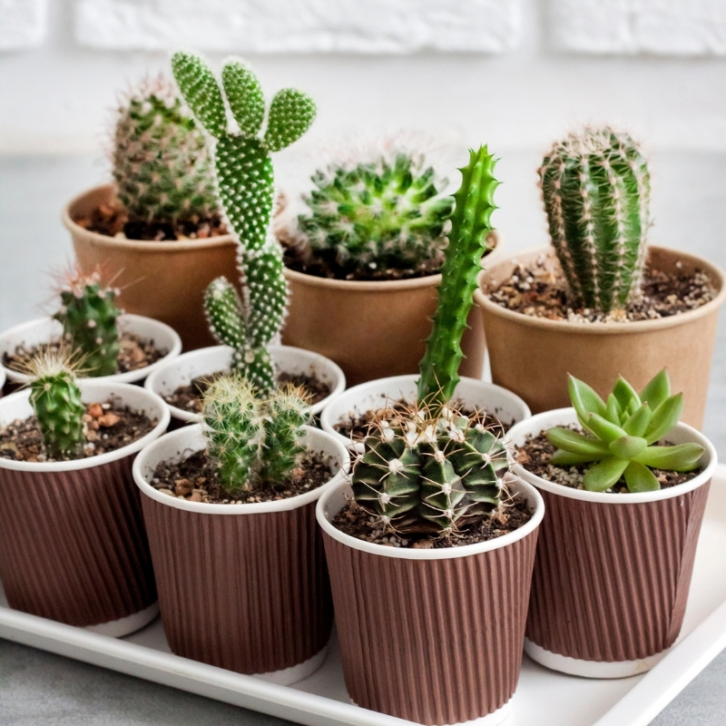 Cactées et succulentes d'intérieur