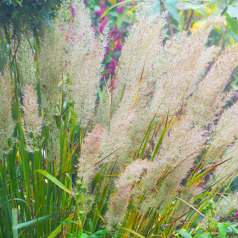 Calamagrostis - Struisriet
