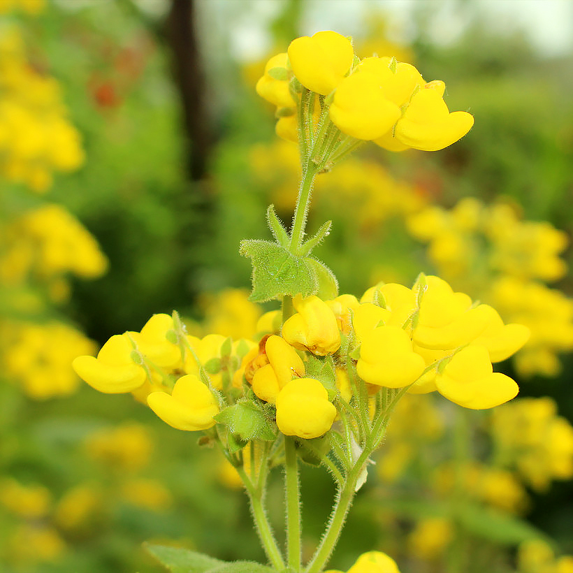 Calceolaria - Pantoffelplant