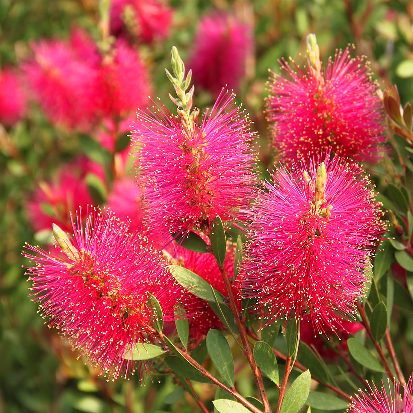 Callistemon - Flessenborstelplant
