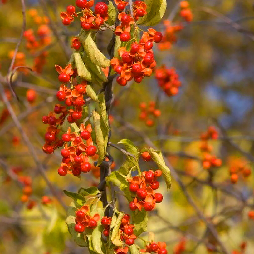 Celastrus - Boommoordenaar