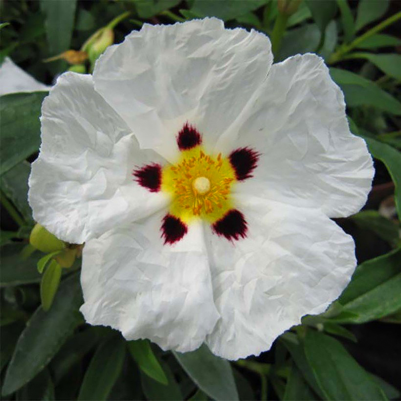 Cistus