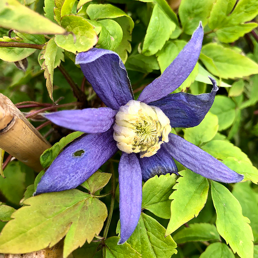 Clematis atragene