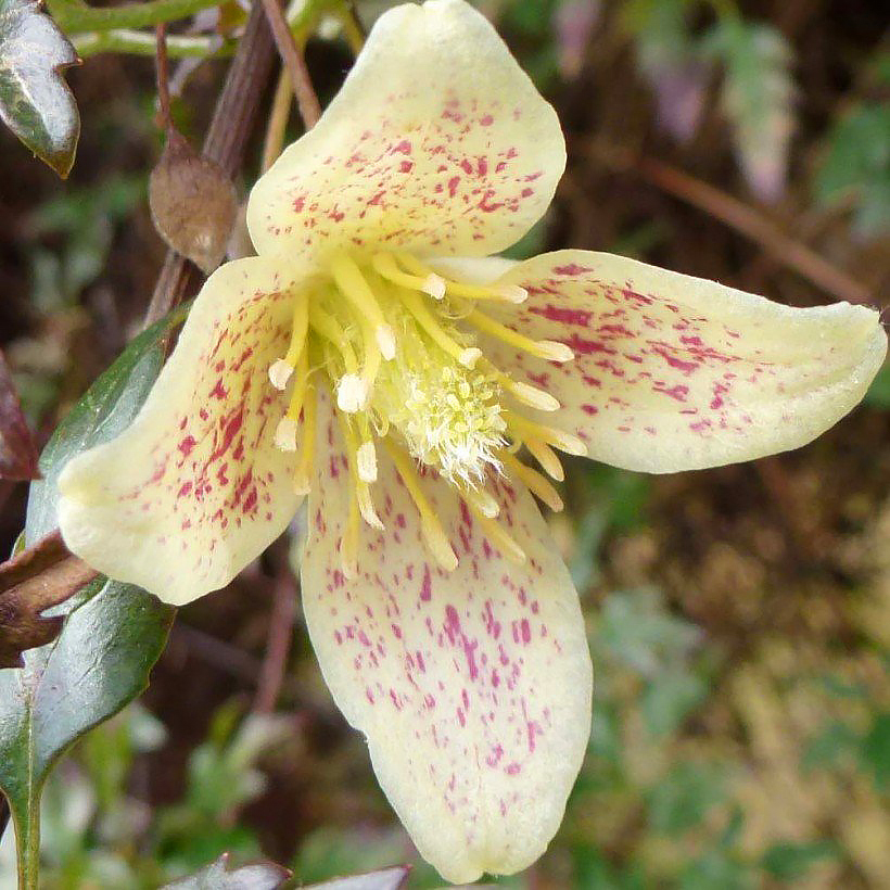Clematis cirrhosa