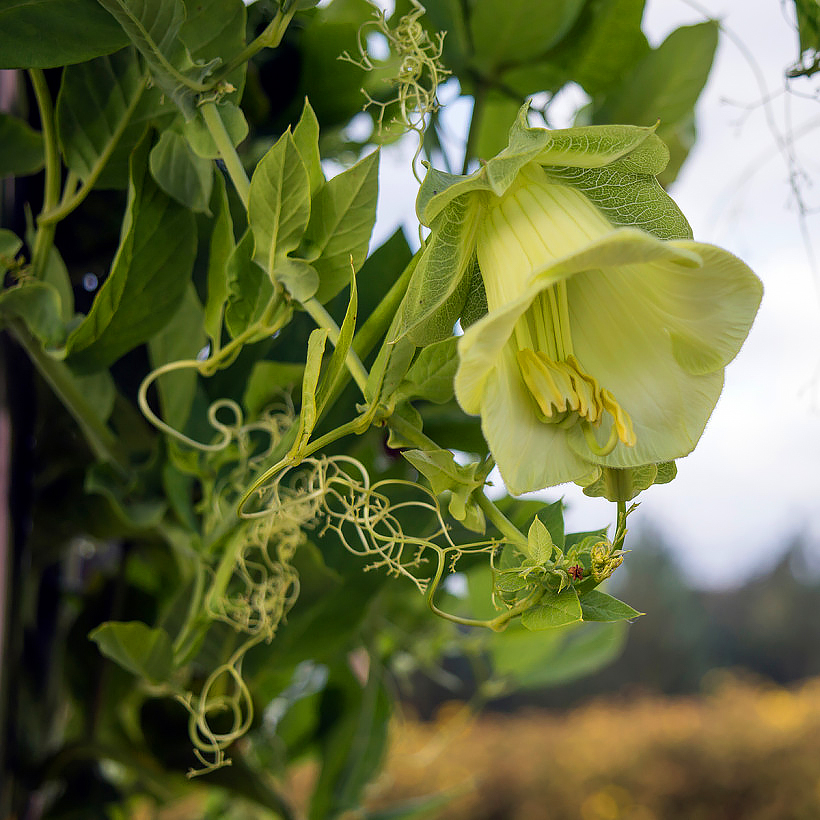Klokwinde - Cobaea scandens zaad