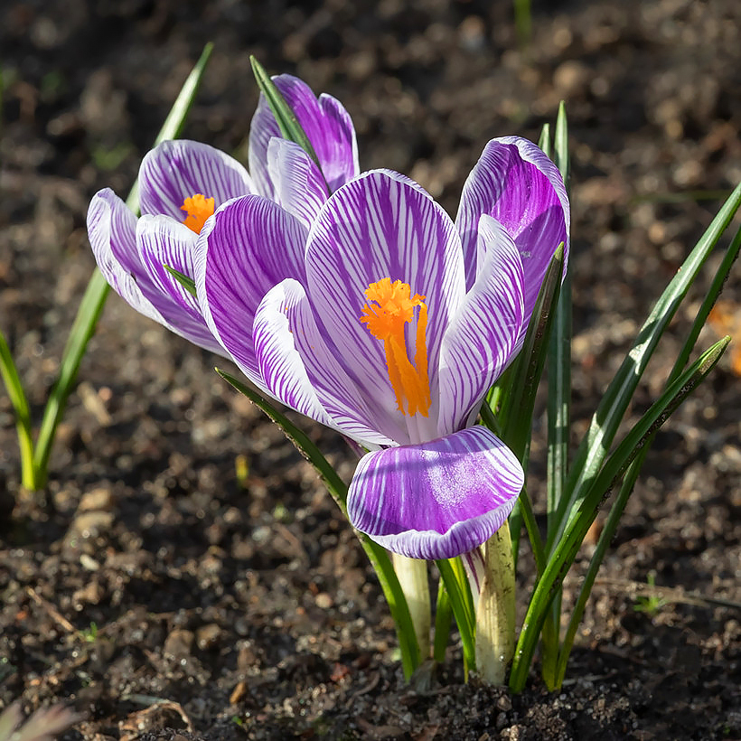 Crocus