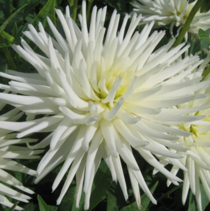 Witte Dahlia's