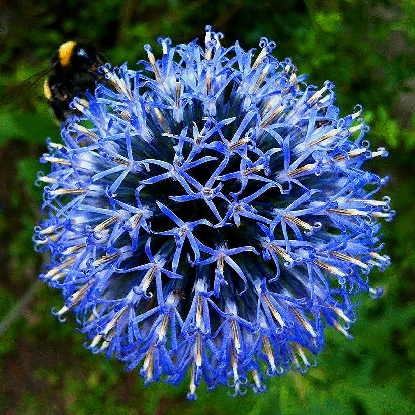 Kogeldistel - Echinops
