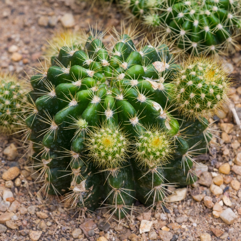 Echinopsis