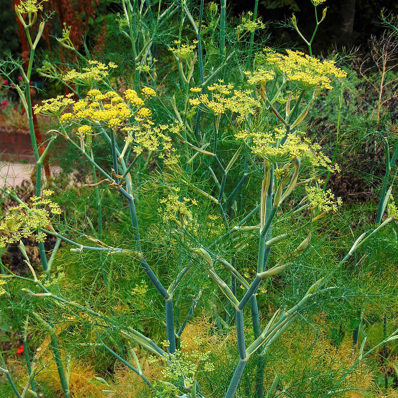 Venkel - Foeniculum