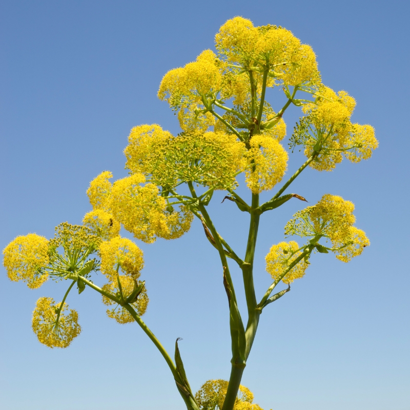 Ferula – hoge, stijlvolle vaste planten