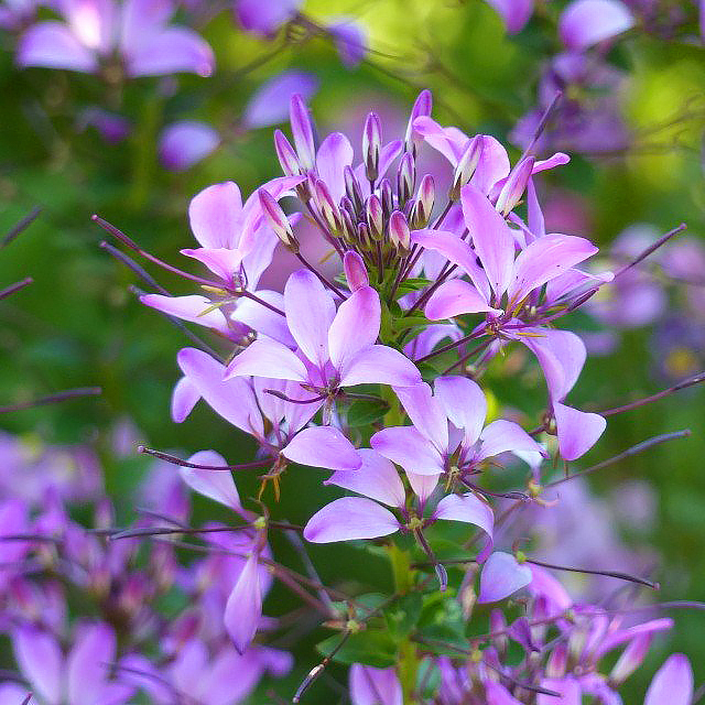 Cleome - Kattensnor