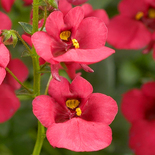 Diascia eenjarig