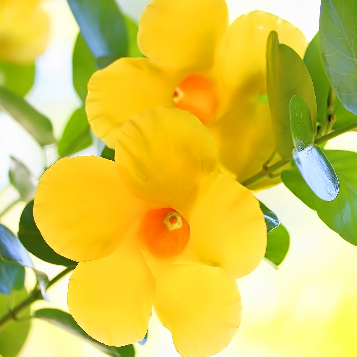 Dipladenia of mandevilla