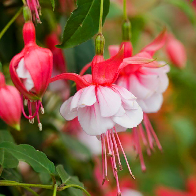 Fuchsia