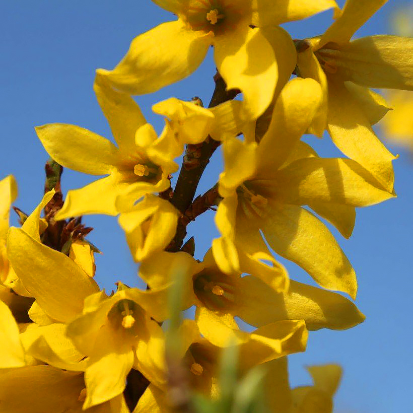 Forsythia’s