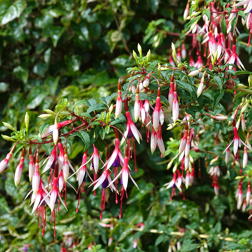 Struikvormige Fuchsia