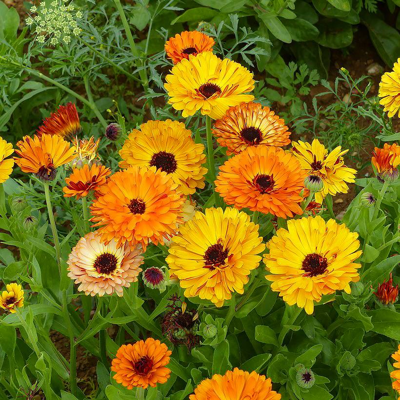 Zaden van goudsbloem - Calendula officinalis