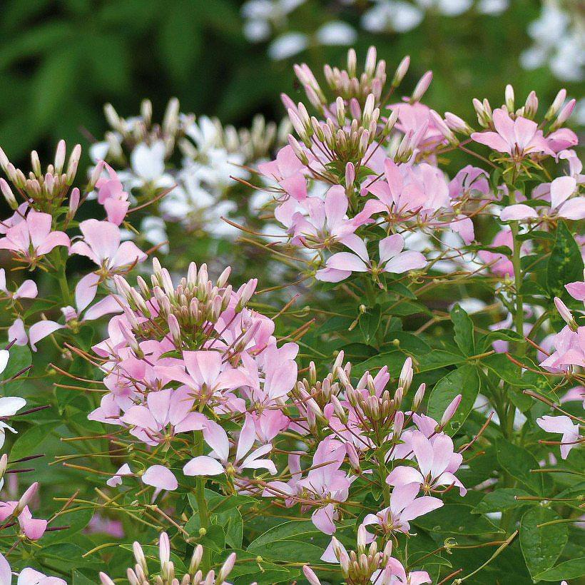 Cleome - Kattensnor zaad