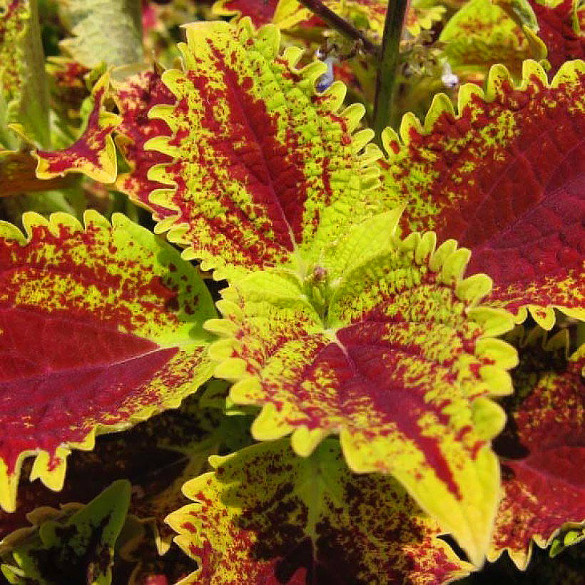 Zaden van coleus