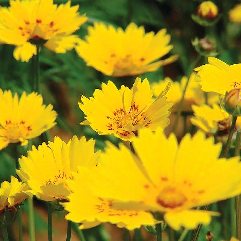 Coreopsis zaden
