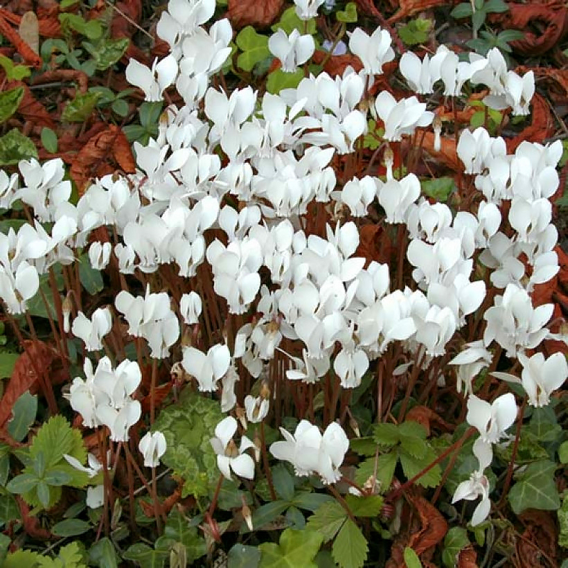 Zaden van cyclamen