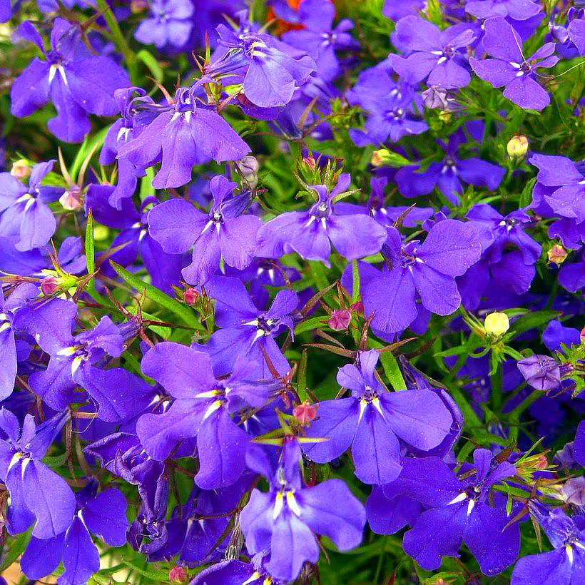 Zaad van Lobelia