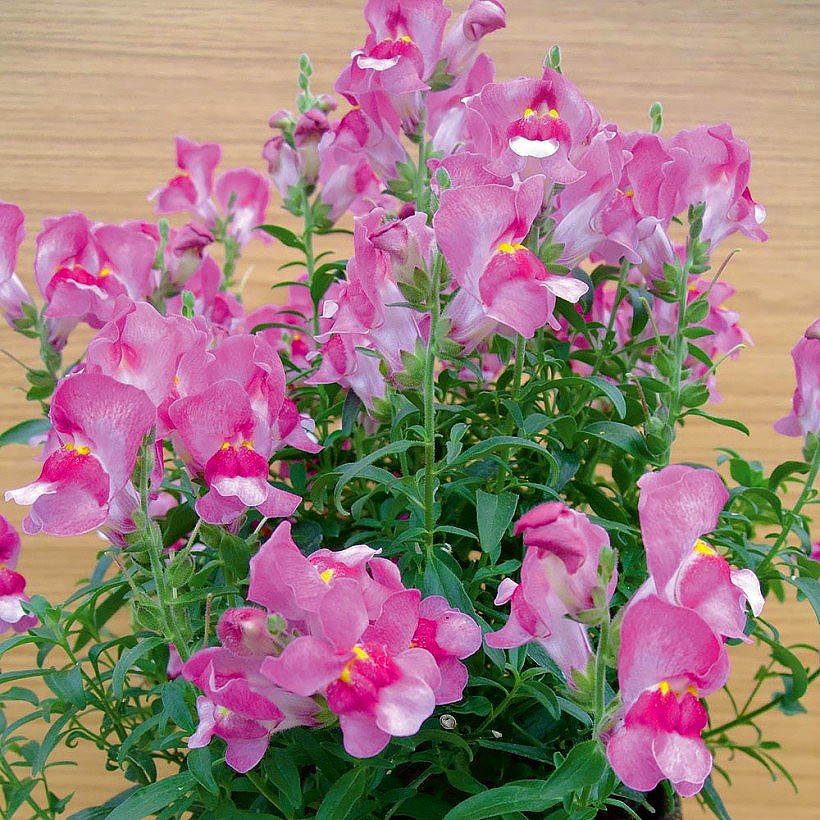 Leeuwenbek - Antirrhinum zaad