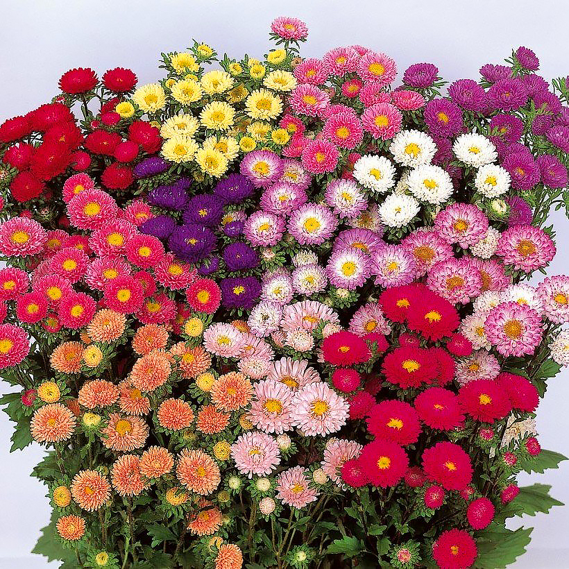 Zaden van margrieten