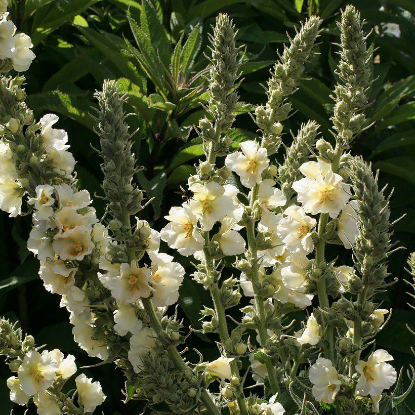 Zaad van Verbascum