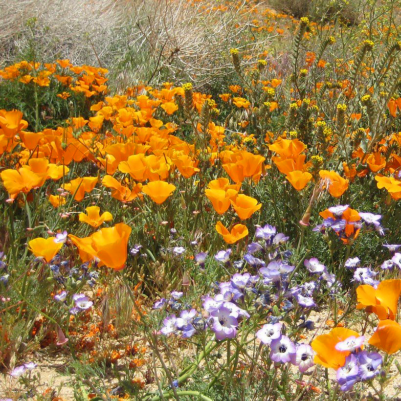 Californische klaproos - Eschscholzia zaad
