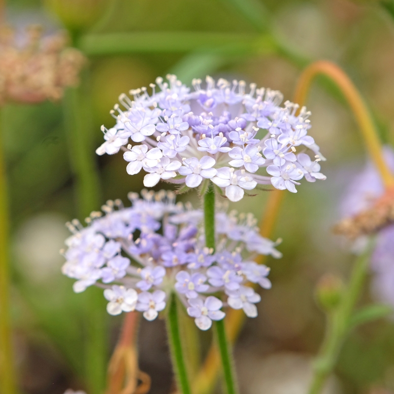 Zaden van Didiscus - Trachymene