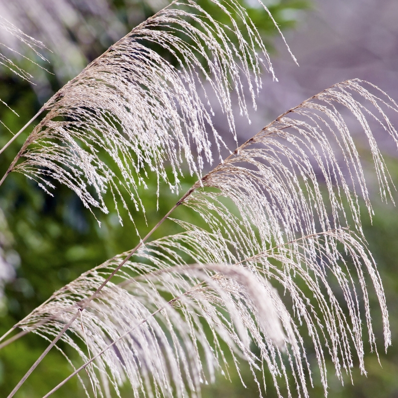 Zaden van Siergrassen