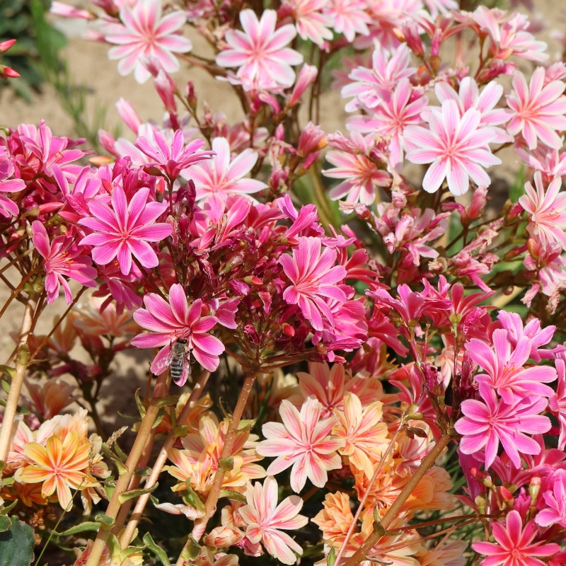 Zaden van Lewisia