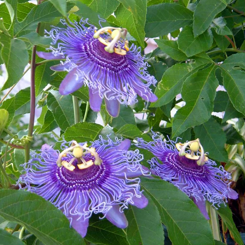 Passiflora Zaadjes