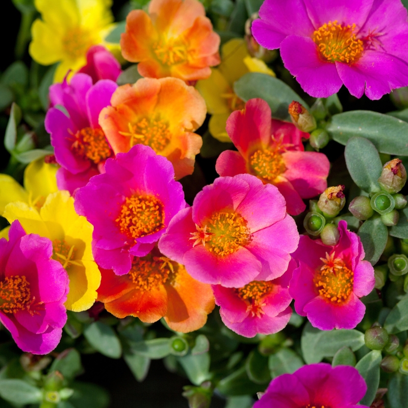 Portulakzaden - Portulaca