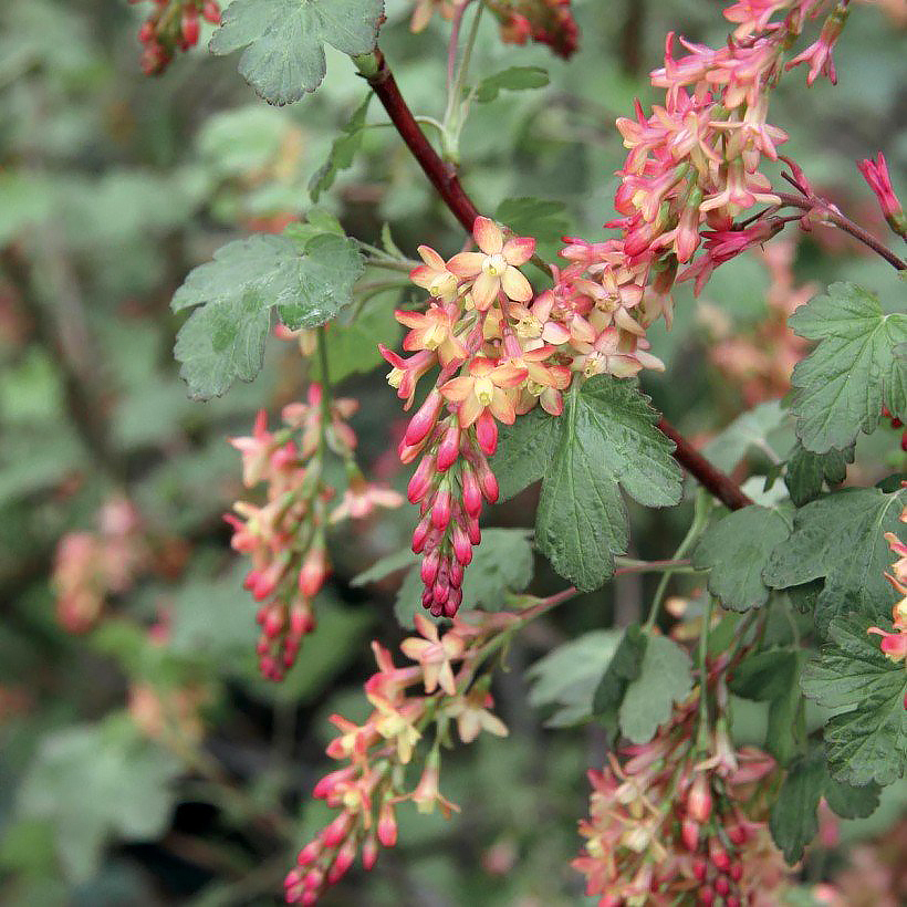 Ribes - Ribes sanguineum