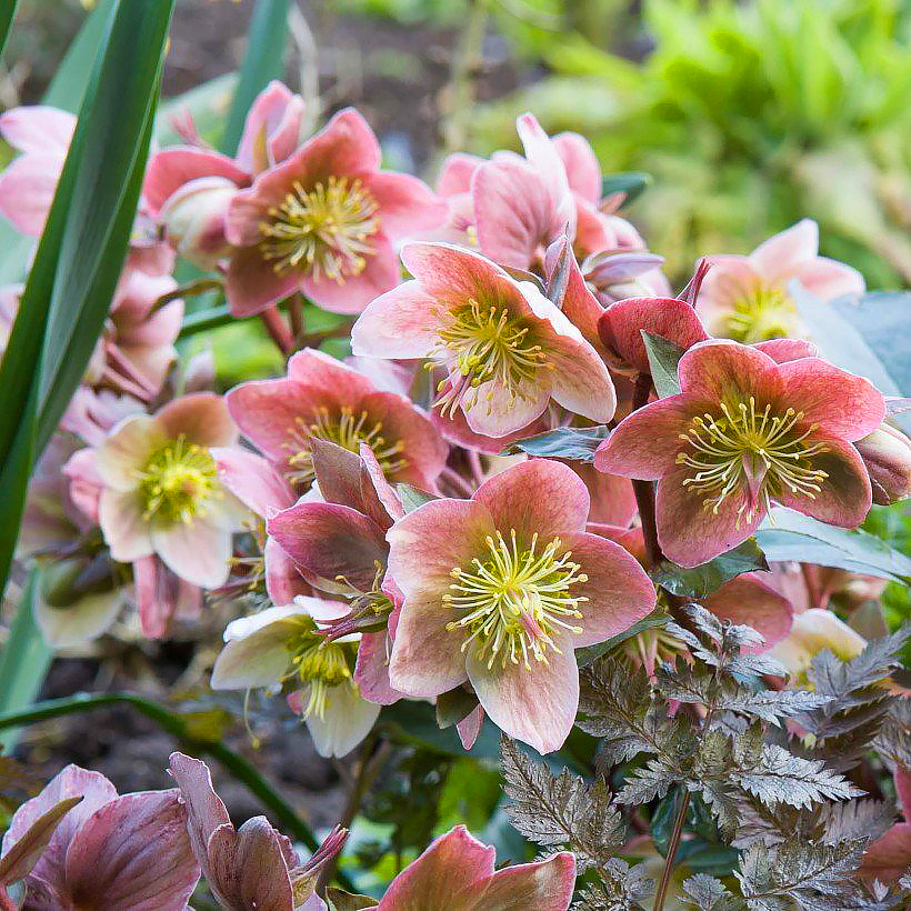 Helleborus × nigercors
