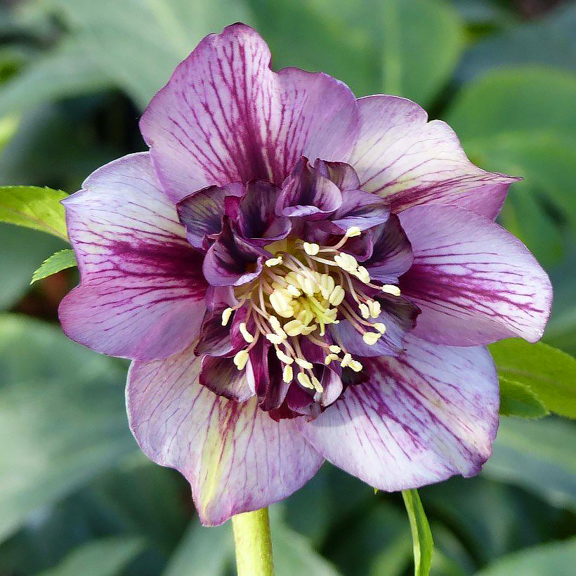 Helleborus orientalis