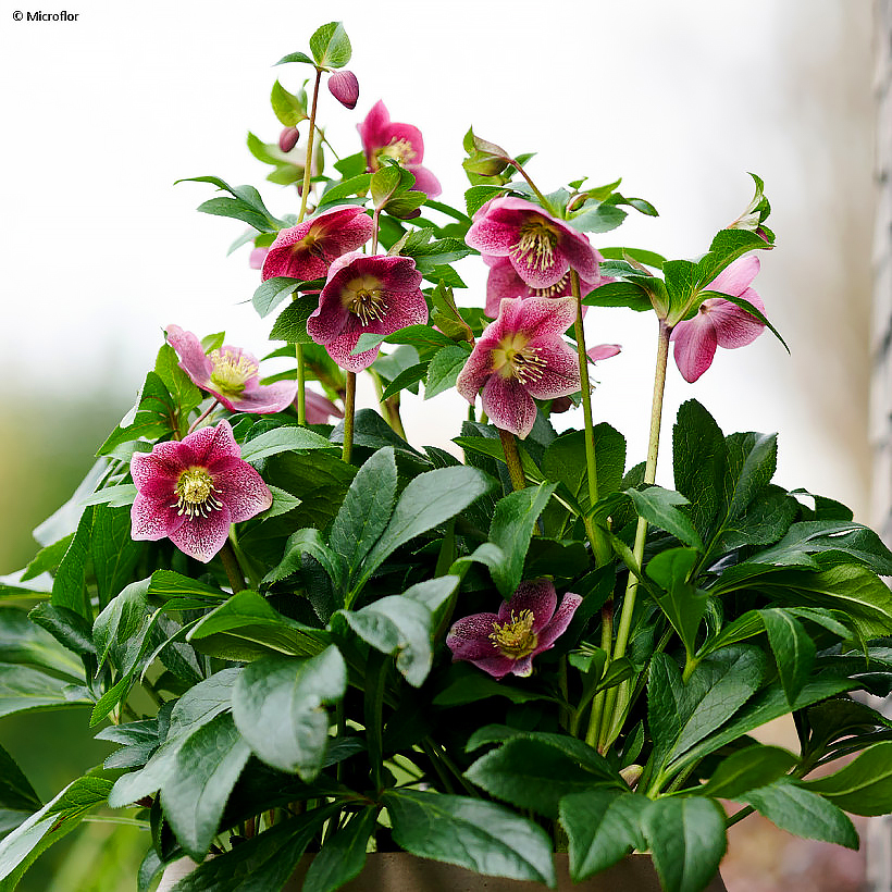 Helleborus