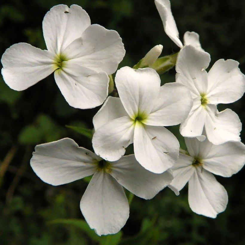 Hesperis - Damastbloem