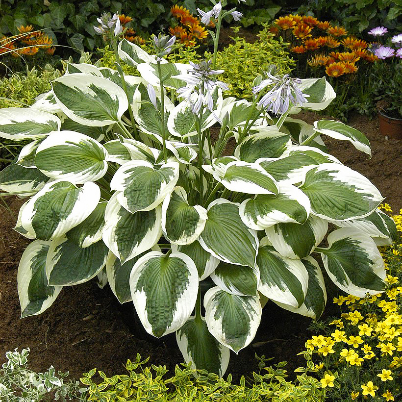 Hosta's met bont blad