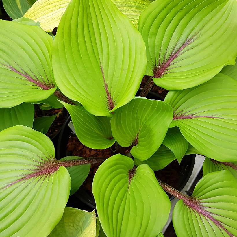 Hosta's met groen blad