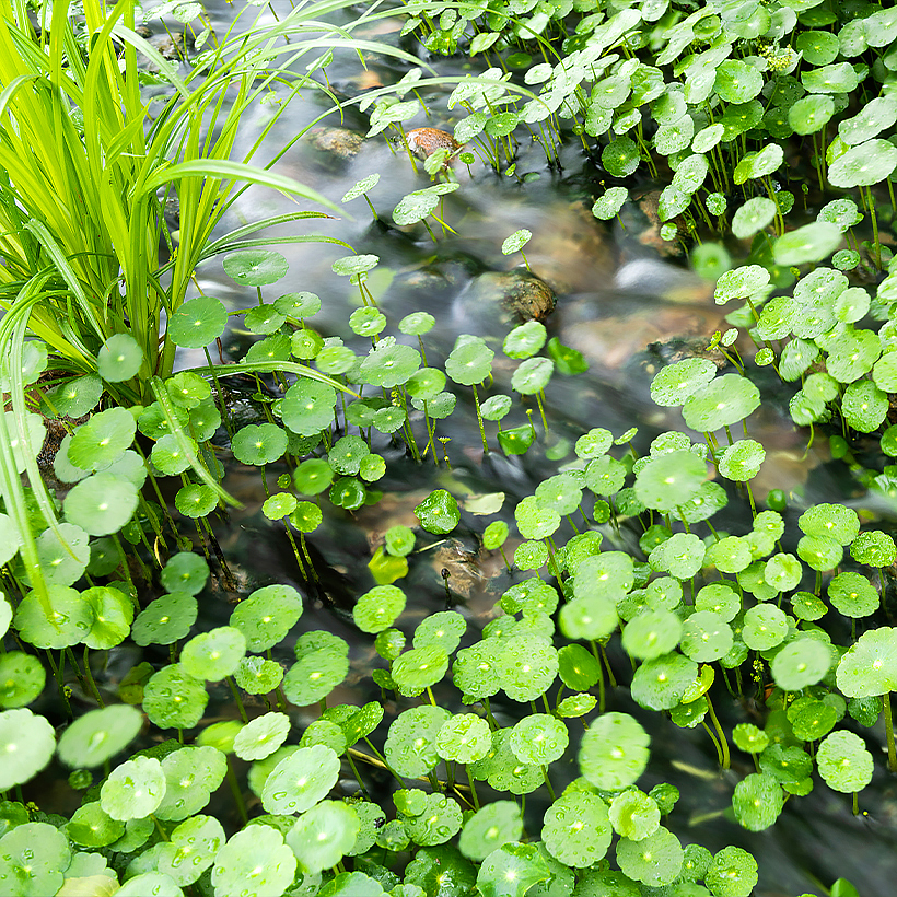 Hydrocotyle - Waternavel