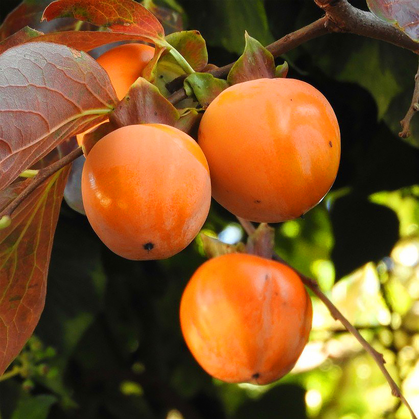 Kaki - Diospyros kaki