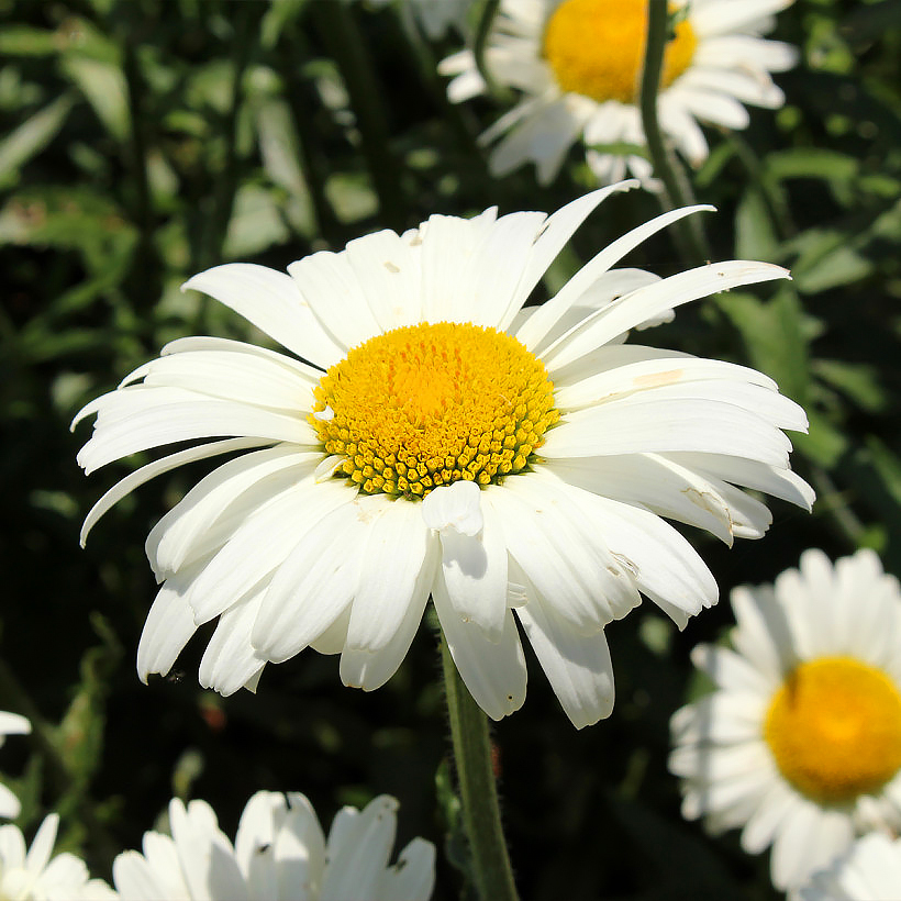 Margrieten