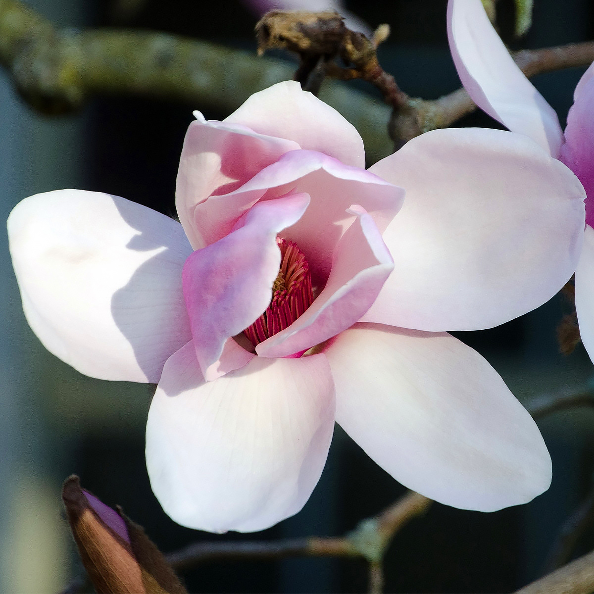Magnolia's met roze bloemen
